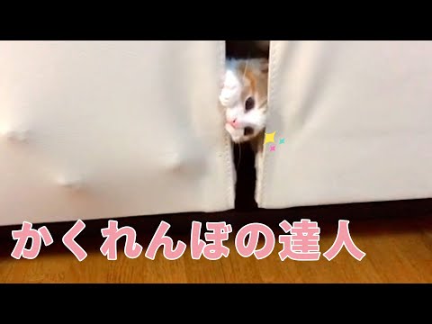 【にゃん法隠れ身の術！】どこにいるかわかるかニャ？