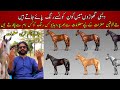 Horse Colors Information Video Desi Horse Colors Names Horses Videos دیسی گھوڑوں کے رنگ Horse Colors Information Video Desi Horse Colors Names Horses Videos دیسی گھوڑوں کے رنگ