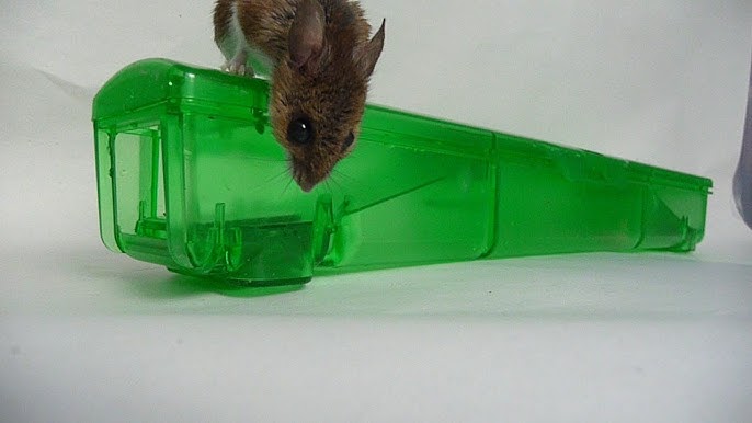 How to Make a ○ Simple Catch and Release Bottle Mousetrap ( that
