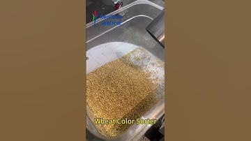 Wheat Color Sorter #machine #factory