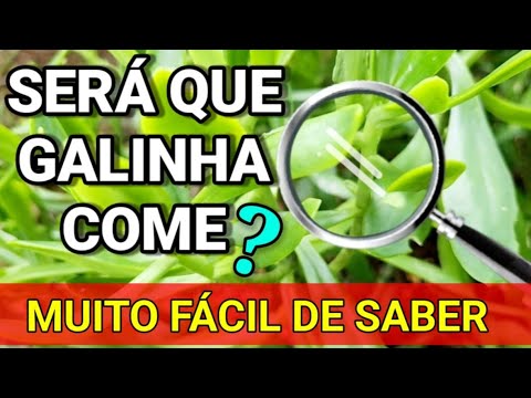 Vídeo: Plantas que as galinhas não podem comer – Aprenda sobre as plantas que são venenosas para as galinhas