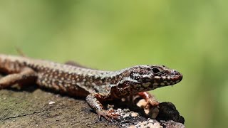 Kertenkele ve Kuş Sesleri  - A Lizard and Singing Birds Resimi