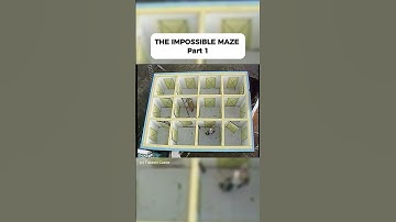 Can You Escape the Impossible Maze? #shorts #funny #funnyshorts