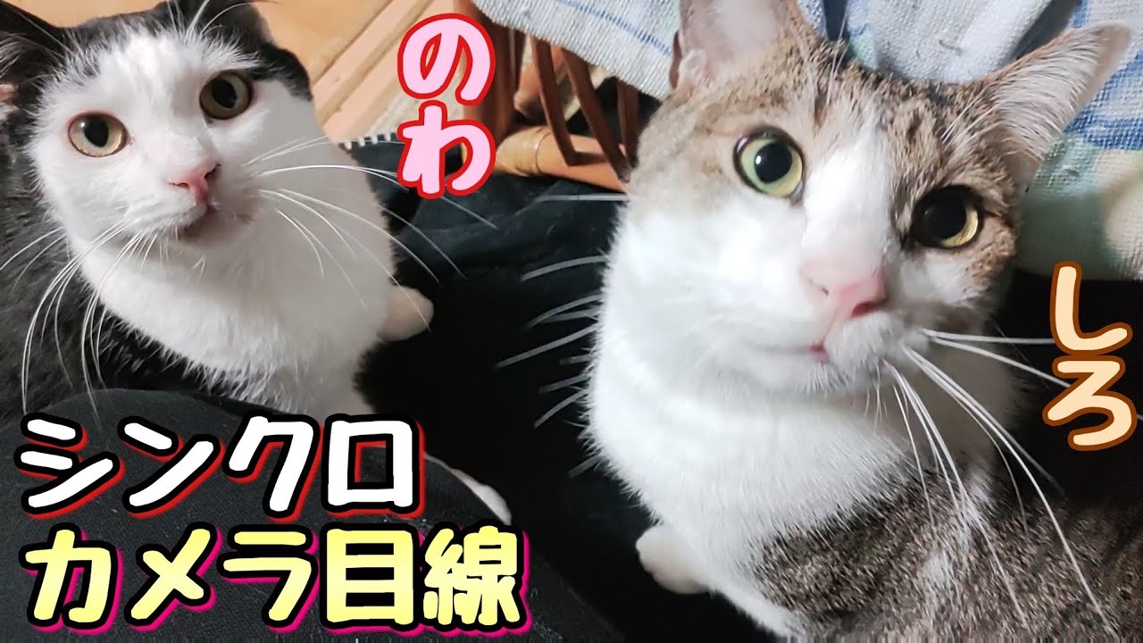 猫達のとつぜんシンクロカメラ目線 The Cats Looked At Me At The Same Time Youtube