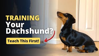 Ready to Teach Your Dachshund an Amazing Trick? Here's Your Step-by-Step Guide! by Dachshund Station 1,636 views 1 year ago 2 minutes, 34 seconds