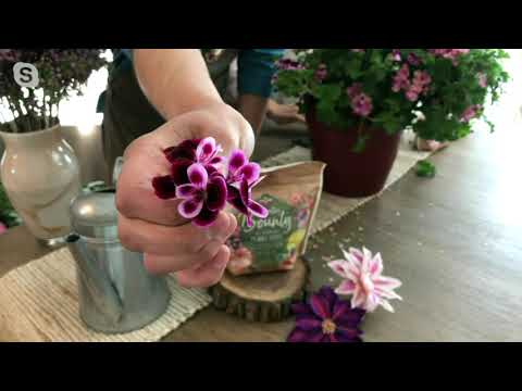 Roberta's 6-Piece Citronella