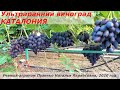Виноград КАТАЛОНИЯ -  ультрараннего срока созревания на участке Пузенко Натальи Лариасовны