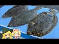 【ゆっくり実況】三種のカレイ食べ比べ【ゆっくり料理】【ゆっくり解説】