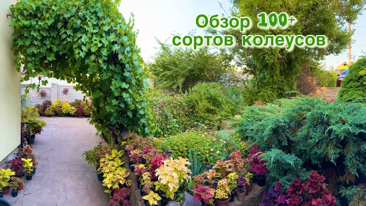 Сад колеусов, Обзор сортов с названиями, июль 2025