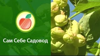 Клекачка перистая - и цветы и орешки съедобны!