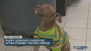 Puppy survives overdose after possibly eating heroin