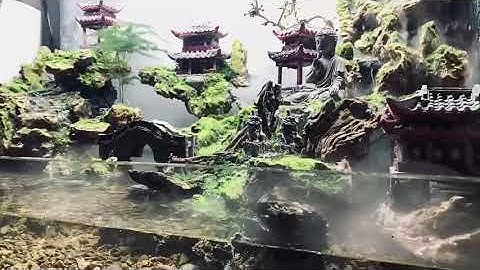 Hồ bán cạn hai thác nước - Magnificent Terrarium