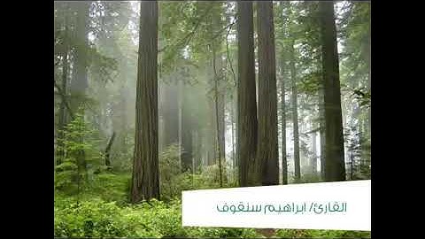 القارئ الشجي"ابراهيم سنقوف"