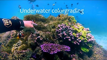 Underwater Color Grading like a PRO | Gopro and Premiere Pro