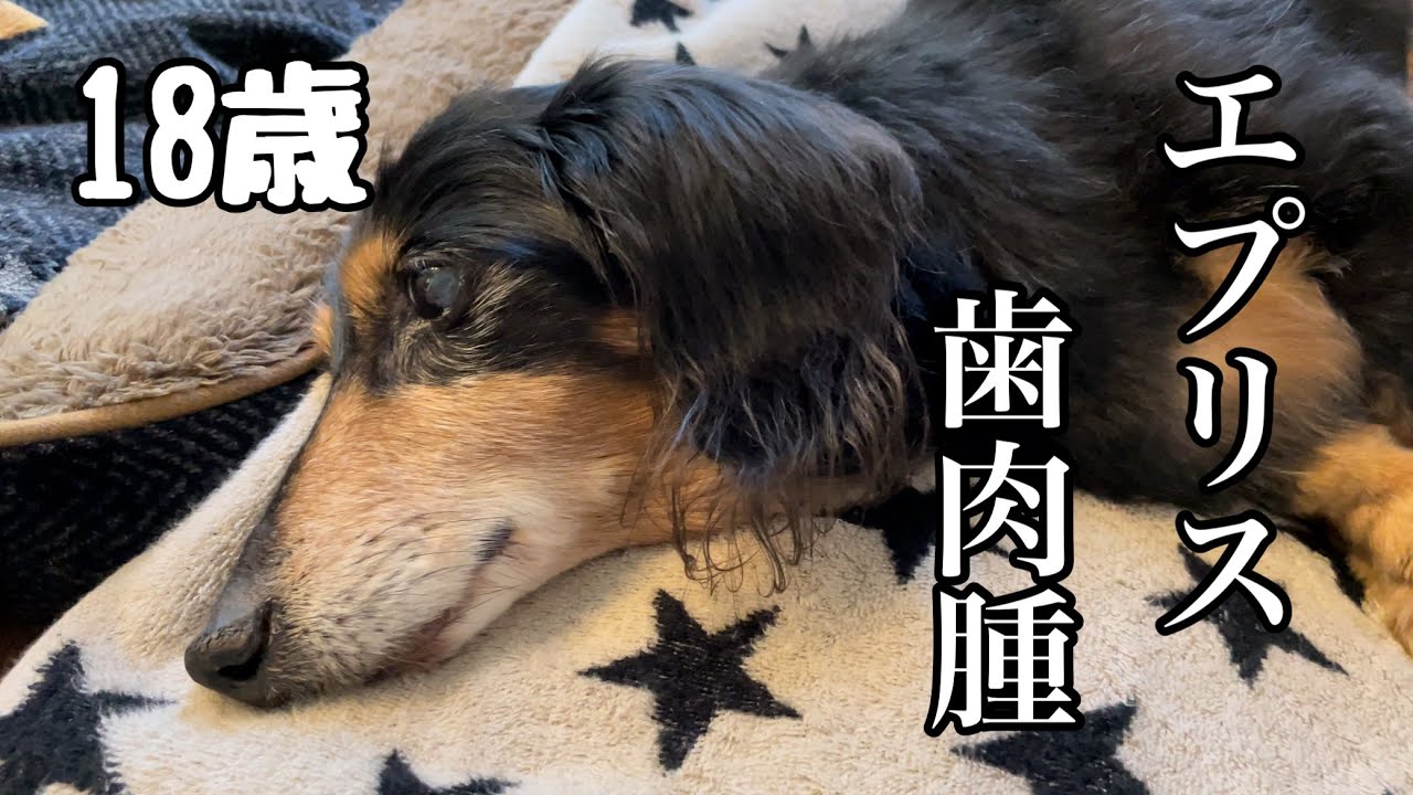 老犬 口元に違和感 エプリス Youtube 老犬 口元に違和感 エプリス Youtube