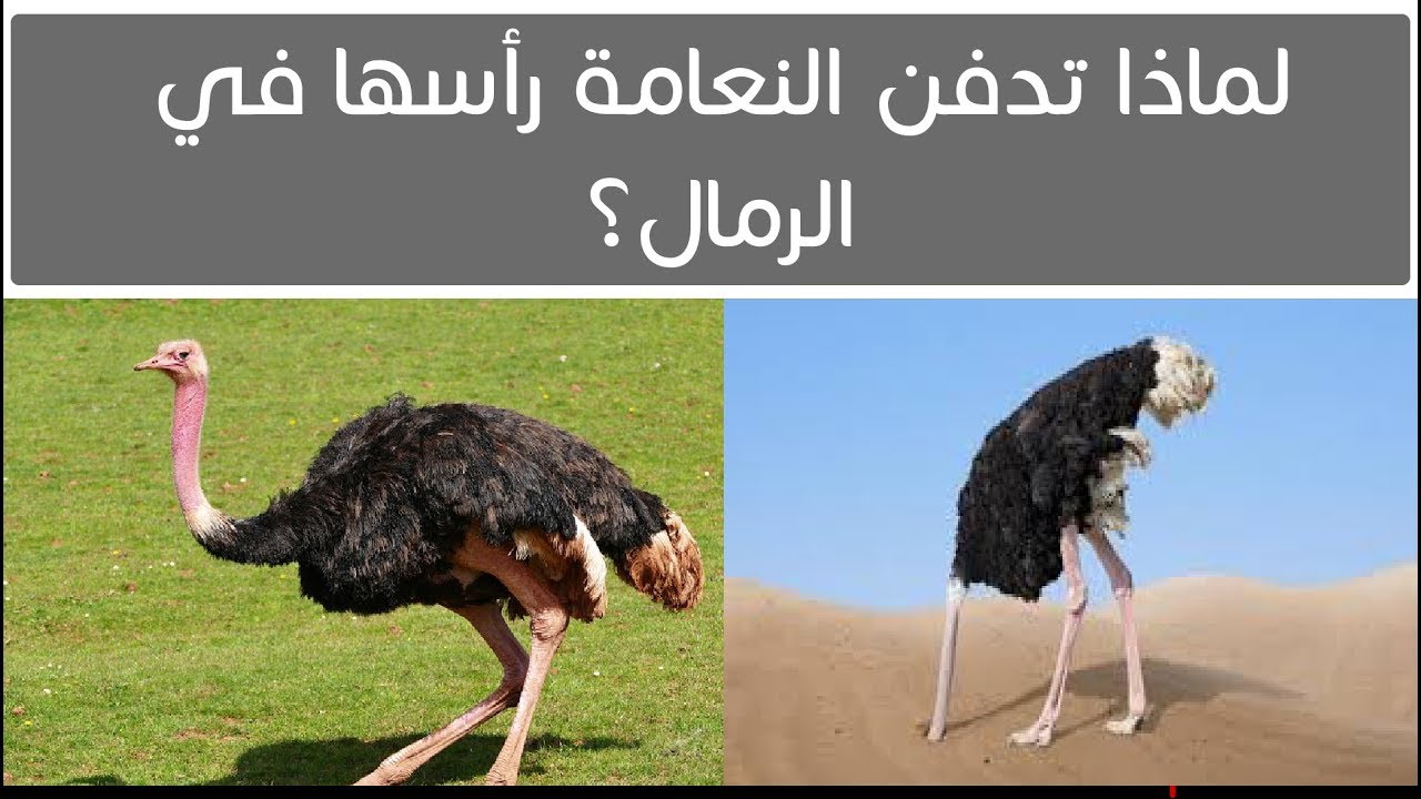 ما يميز النعام