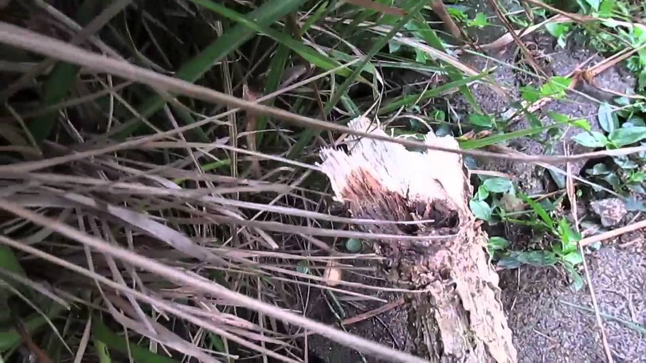 Ciclogenesis en Galicia, Rias Bajas HD