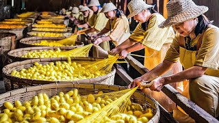 How SILK Is Made From MILLIONS of SILKWORMS? Amazing Cocoon Harvesting Process!