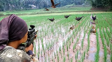 BERBURU BURUNG RUAK RUAK DISINI BISA PANEN BERLIMPAH