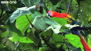 Scarlet Macaws Feed on Clay Licks (Narrated by David Tennant)  Earthflight  BBC One