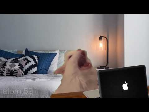 NO! MEOOW!!!! | Thurston Waffles Cat Meme