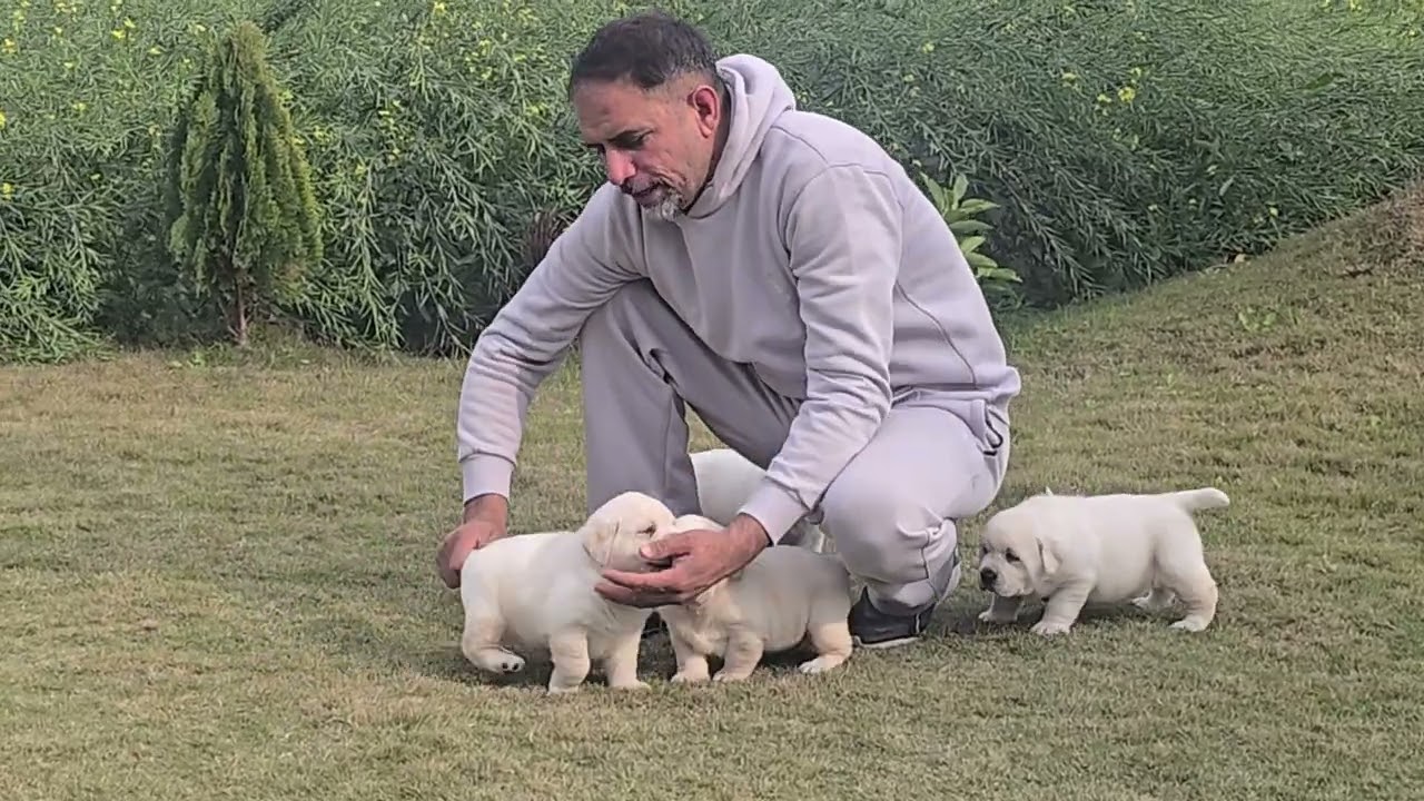 Labrador kennel  81683 93877 