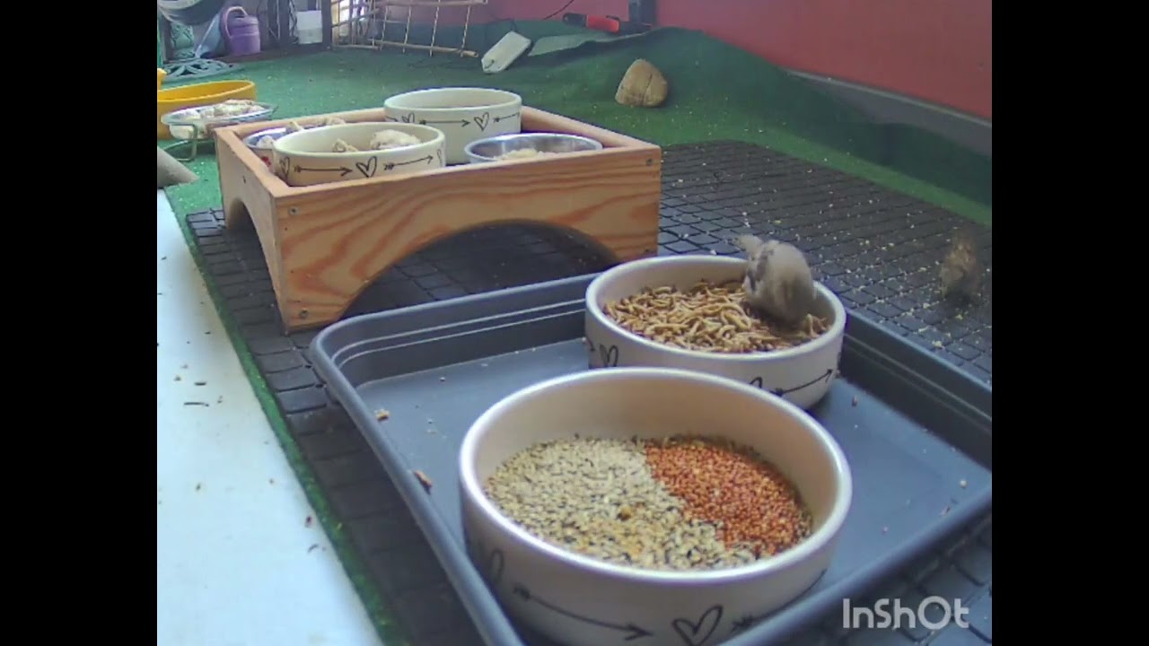 Wochenrückblick vom Vogelbalkon 🐦🐦🐿️