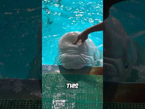 The Beluga Whale’s
