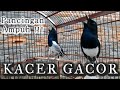 Pancingan KACER GACOR Ngotot !!! /// Kacer apapun Langsung nyaut Gacor..