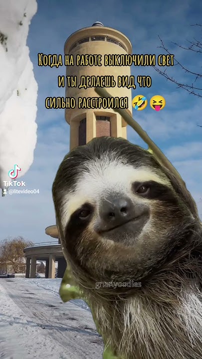 #litevideo #memes #tiktok #мем #чехия #юмор #cz #смешныевидео - YouTube