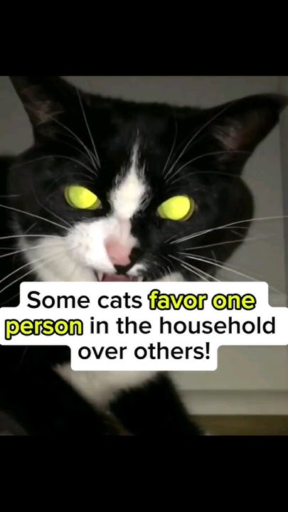 why-your-cat-seems-to-prefer-one-person-in-the-household-cat-pets