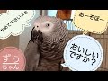 おしゃべり＆会話が楽しいヨウム（大型インコ）のずぅちゃん【2020年春】