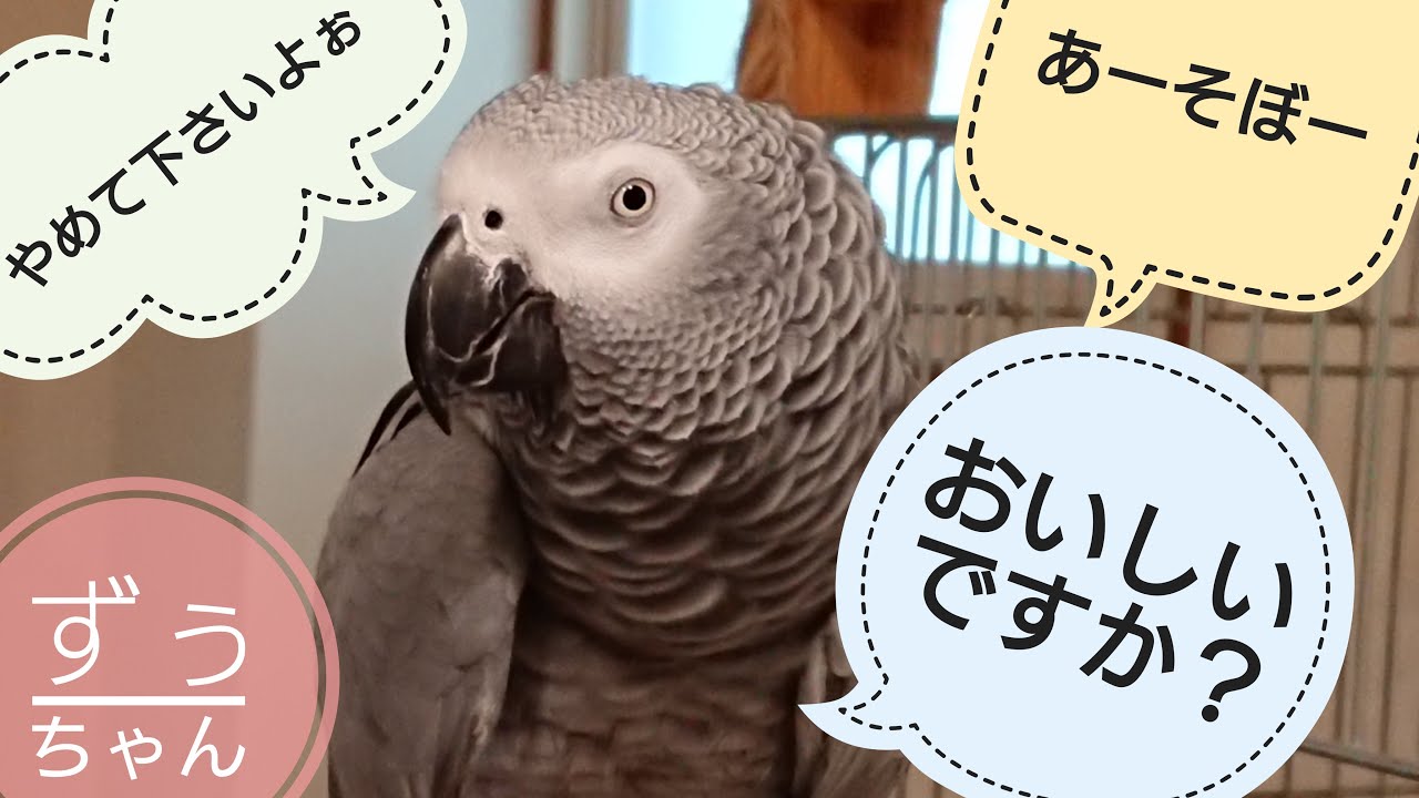 Zu-chan, a gray parrot who plays a cute bird - YouTube