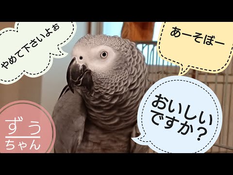 Gray Parrot Zu-chan, who enjoys chatting in Japanese - YouTube