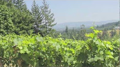 Luxury Oregon View home and Pinot Noir Vineyard for sale - 19100 NE WILLIAMSON RD Newberg, OREGON