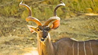 Details Why Animals Have Horns: The Evolutionary Truth You Didn’t Know Guide