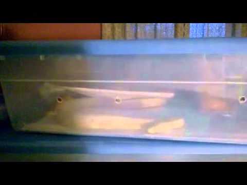 snake oil Corn Snake Breeding 2014