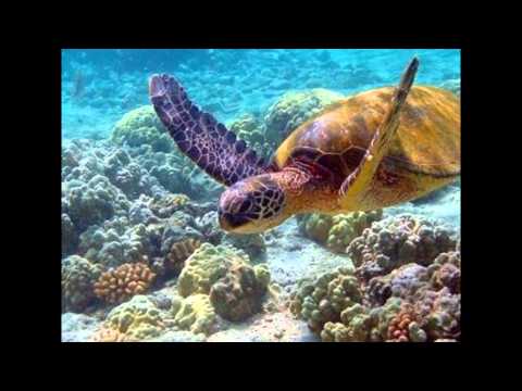 სიცოცხლე წყალქვეშ.-ის ასლი