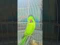 mithu ka gussa #parrot #talkingparot #fashiontrends #funny #telugu #trendingshorts