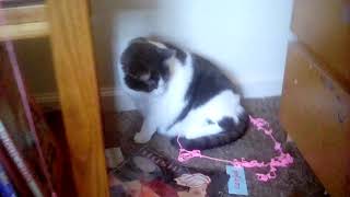 Cat Torture Silly String