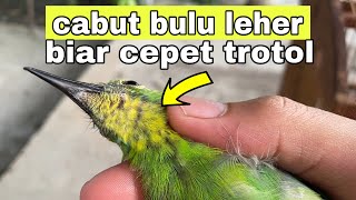 Cabut bulu leher cucak ijo kuningan bikin cepet trotol❓❓