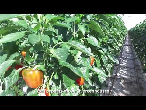 فيديو: زراعة الفلفل في دفيئة