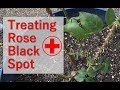 Tips for Treating Rose Bush For Black Spot Fungus