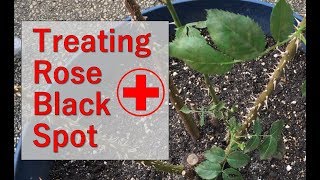 Tips for Treating Rose Bush For Black Spot Fungus