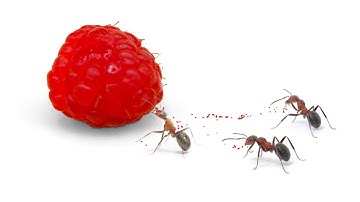 Ant vs Raspberry timelapse