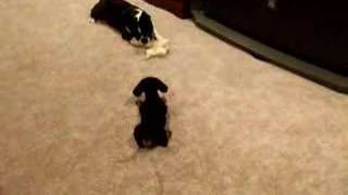 Boston Terrier plays with Mini Dachshund