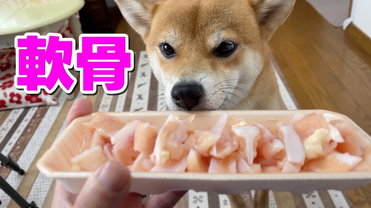 柴犬小夏】コリコリなヤゲン軟骨をいただきますASMR - YouTube