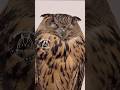 フクロウが( ˘ω˘ ) スヤァ…するだけの動画 #フクロウ #オウム #かわいい #フクロウのいる生活