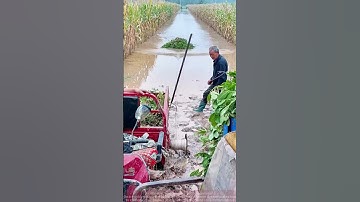 How to Pull Peanuts - Farming Method Sharing