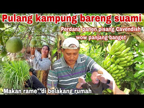 Tip Dapur PULANG KAMPUNG BERSAMA SUAMI ‼️Panen pisang Cavendish PERDANA ( Suami krasan tinggal dikampung ) Yang Maknyus